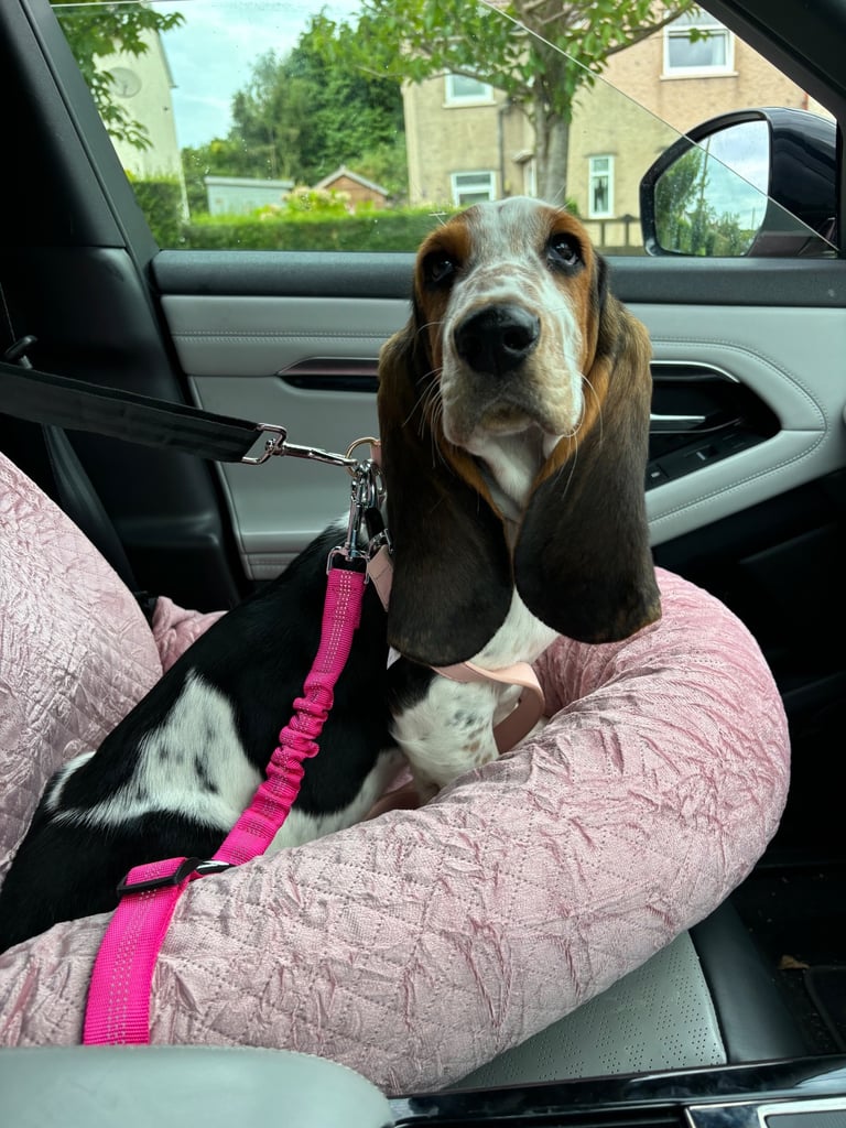 Chunky Bassett Hound Puppies 