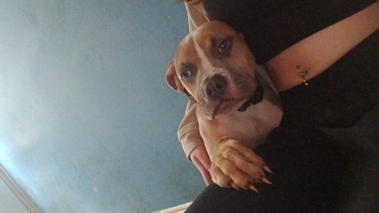 image for Stunning male champagne american bulldog puppy 