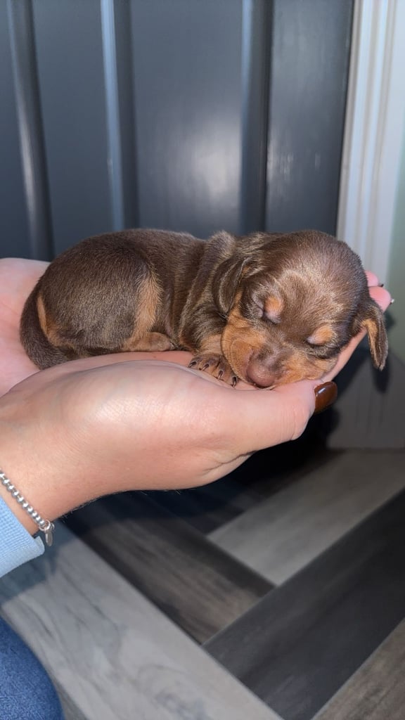 Miniature Dachshund Puppies 