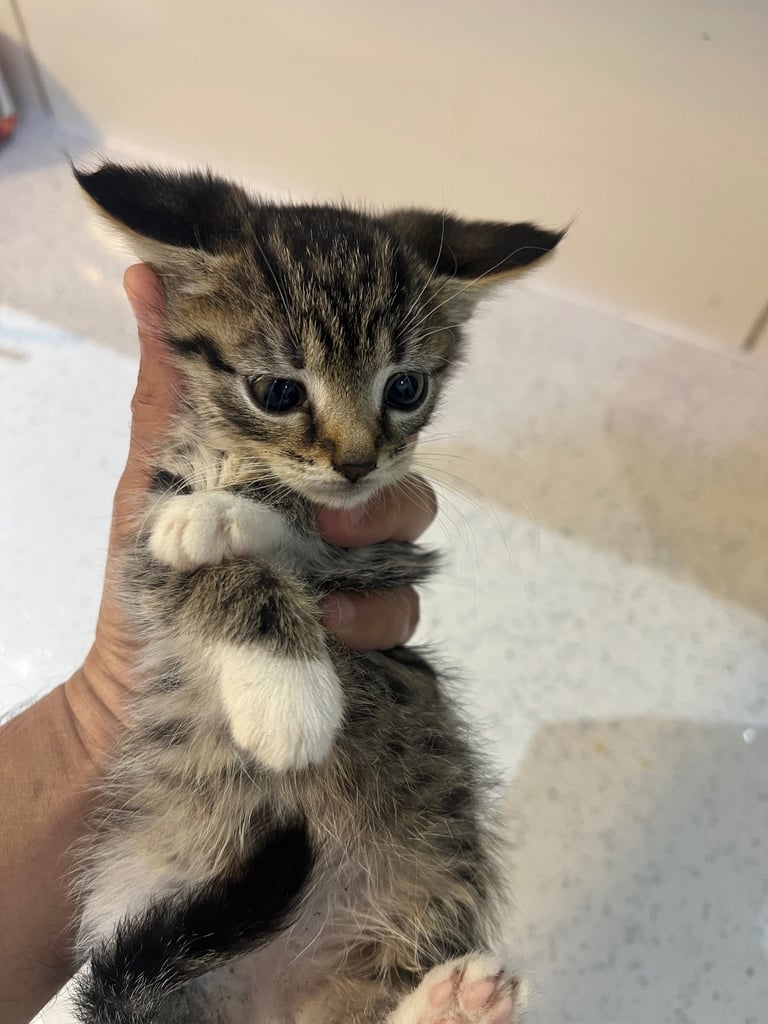 Two Kittens available for sale