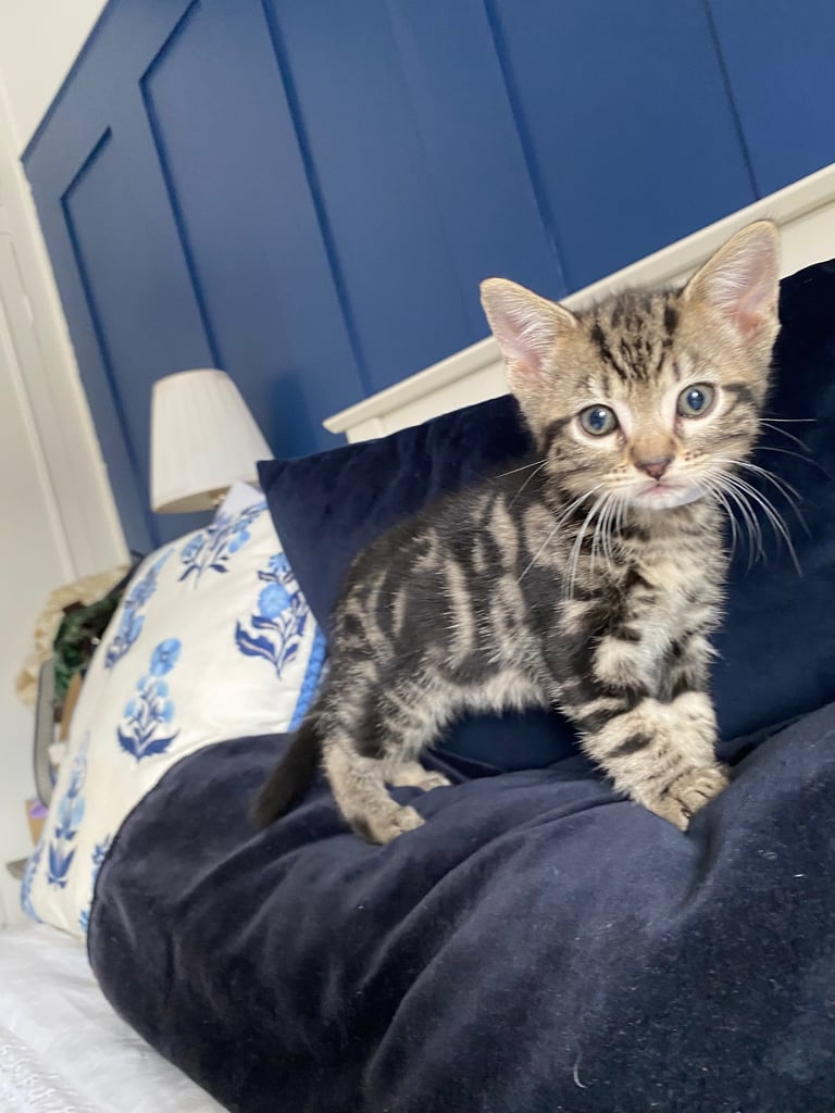 4 beautiful Bengal X kittens Boys £200