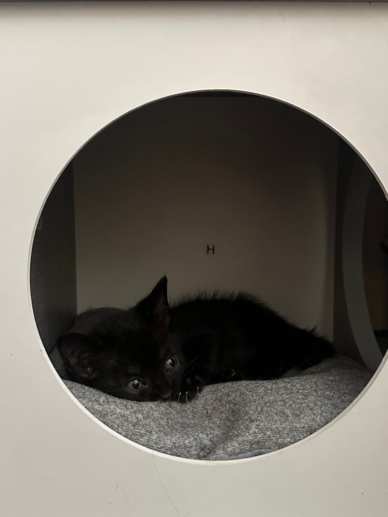 4 adorable kitties for sale