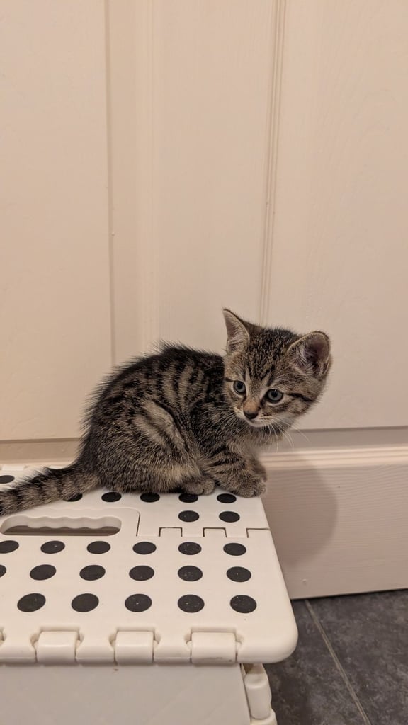 Kittens check description 