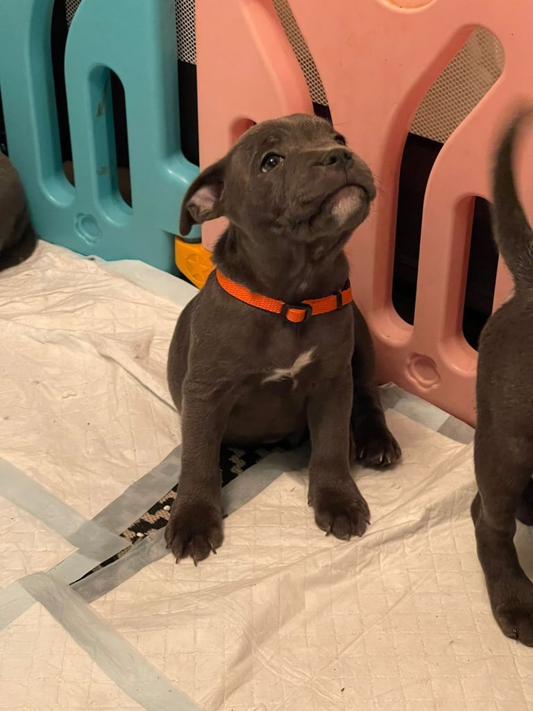 Beautiful Blue staffy puppies, KC registered ready to leave