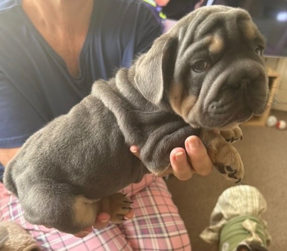 Only 3 boys left, 5 ⭐️ French bulldogs carrying fluffy 😍