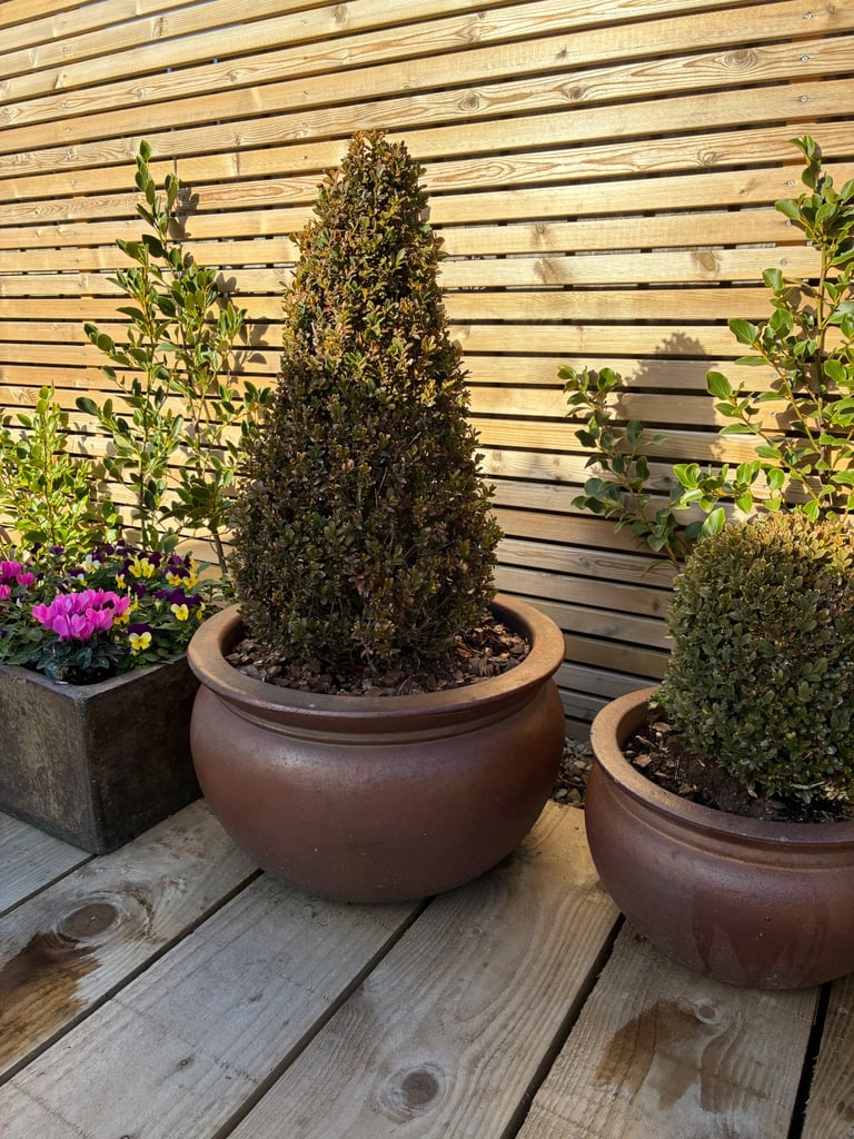 3 large Errington Errington Ray pots with Topiary Buxus PYRAMIDS