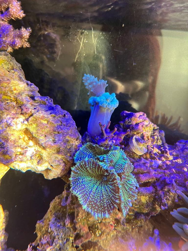 Complete 125l marine tank 