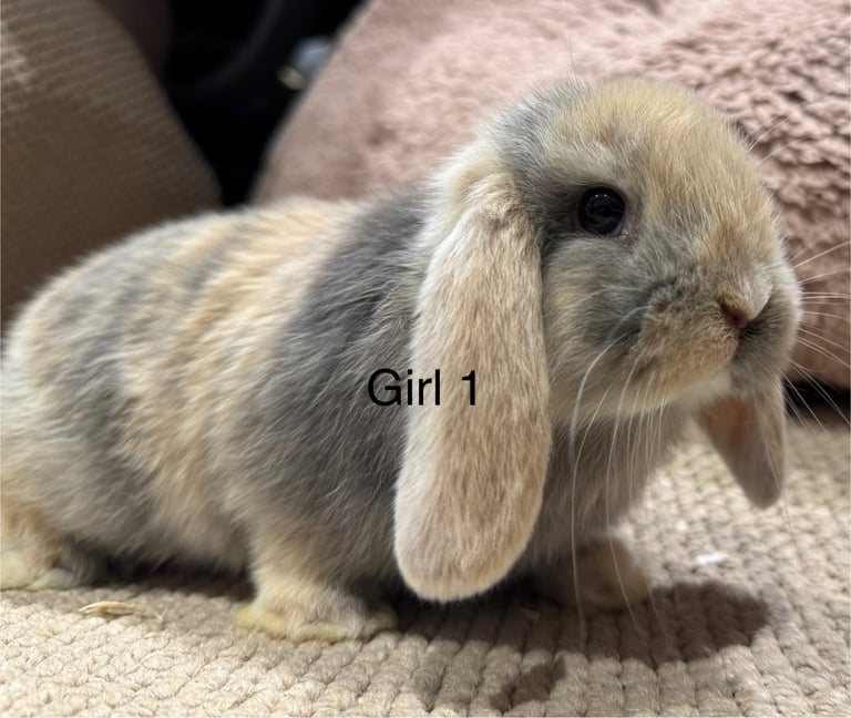 🌸 HARLEQUIN MONI LOPS 🌸 ready to reserve 