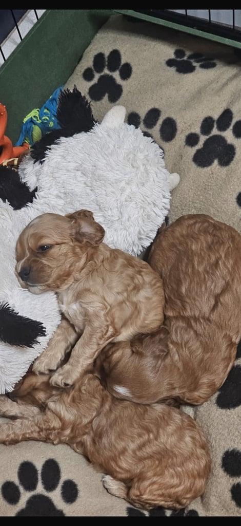 Ready to go! 1 beautiful show cocker spaniel for sale