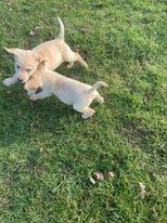 Labrador puppies 