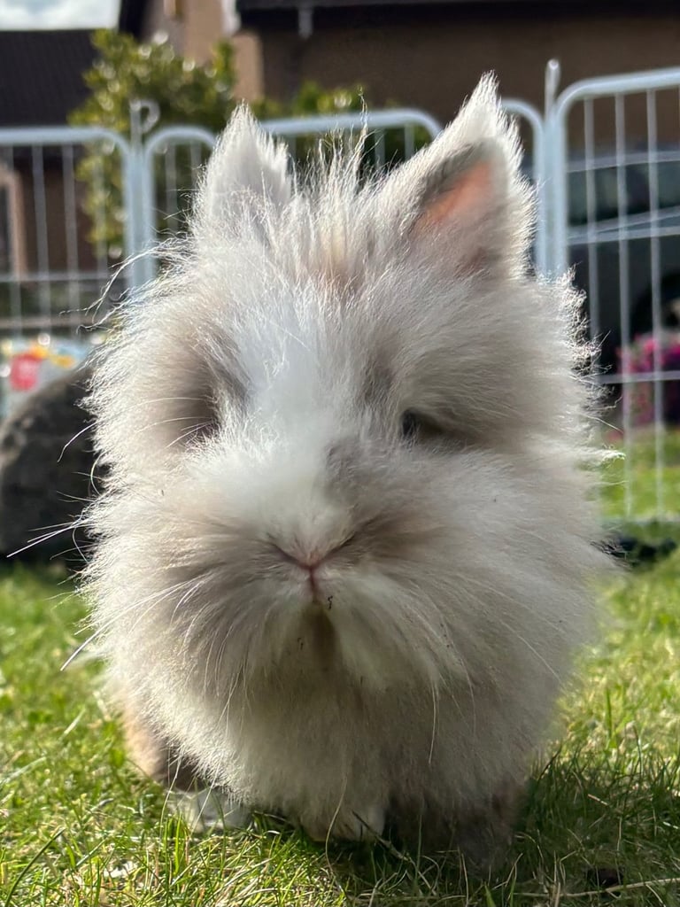 Lovely double-maned lion head rabbit.