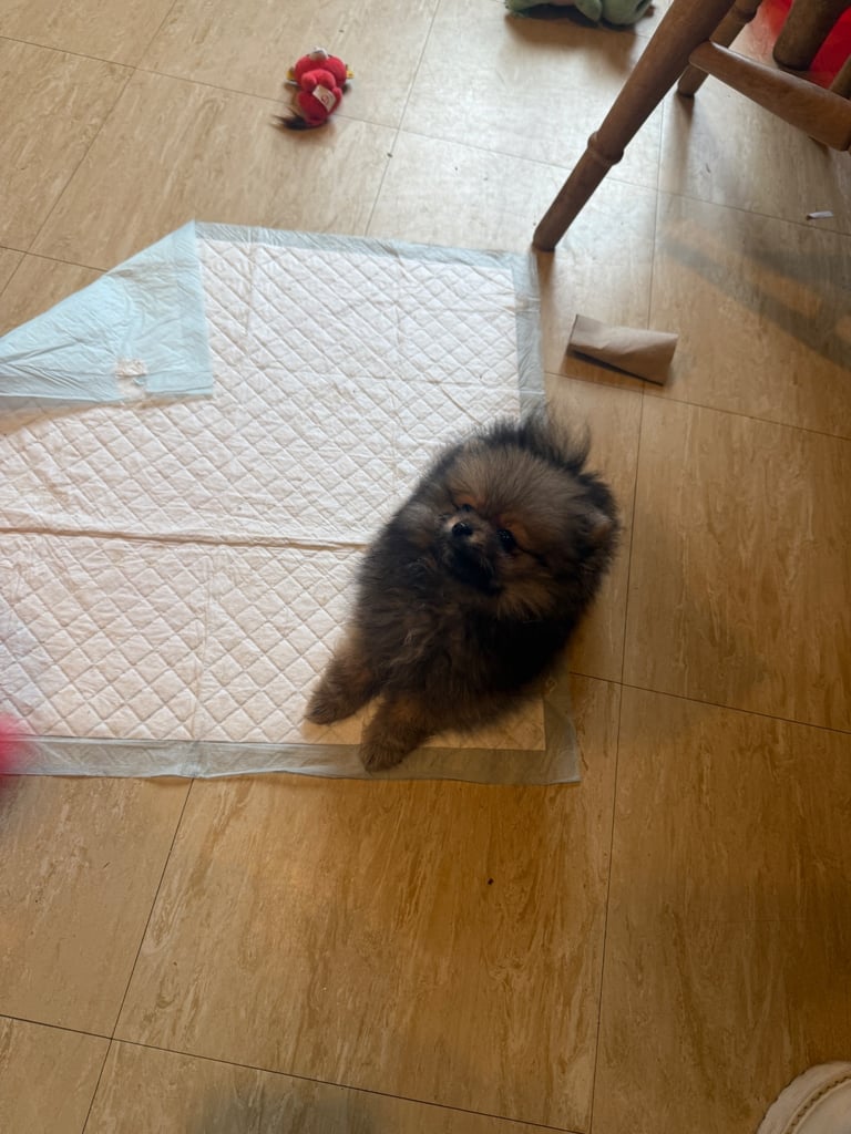 Beautiful xxs Pomeranian puppies 