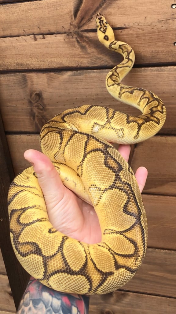 Ball python/ royal pythons 