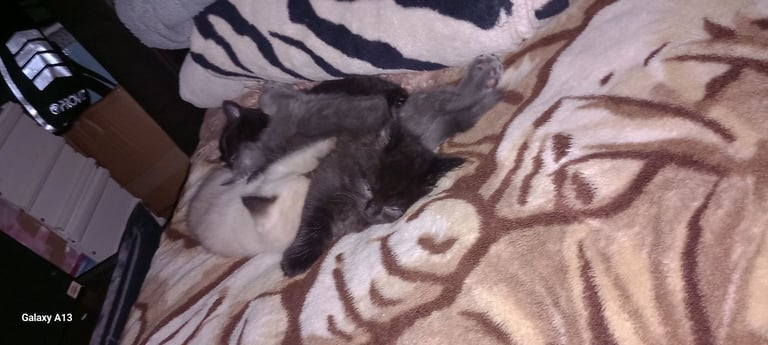 Lovely Little Kittens 