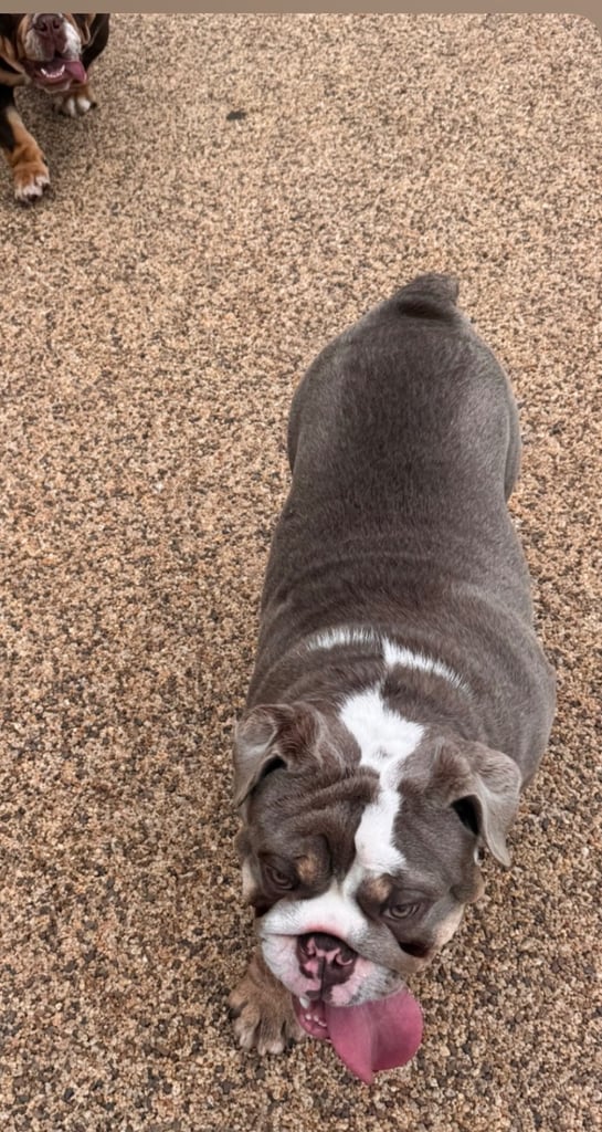 6 month english bull dog 