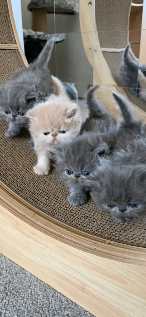 GCCF and Pedigree Registered, Grand Champion Bloodlines Persian Kittens. 