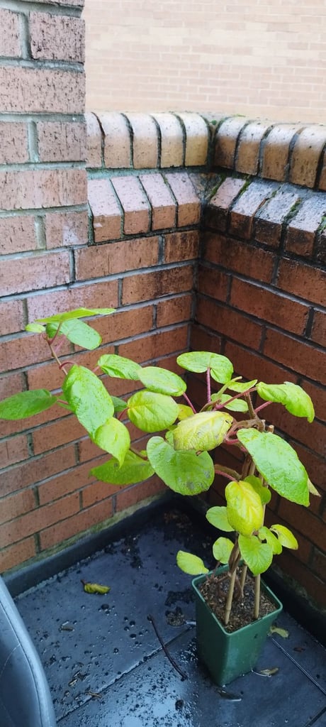 Kiwi Jenny plant (half price)