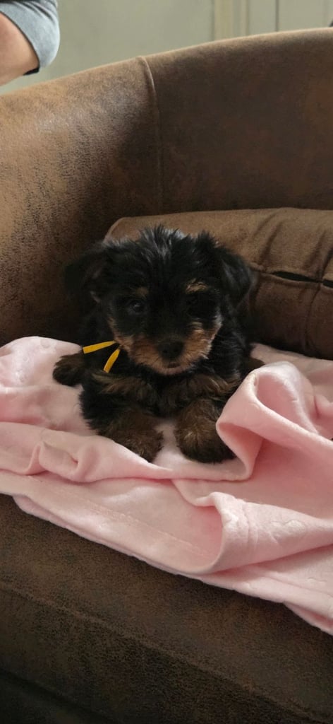 Yorkshire terrier puppies  8 weeks old 
