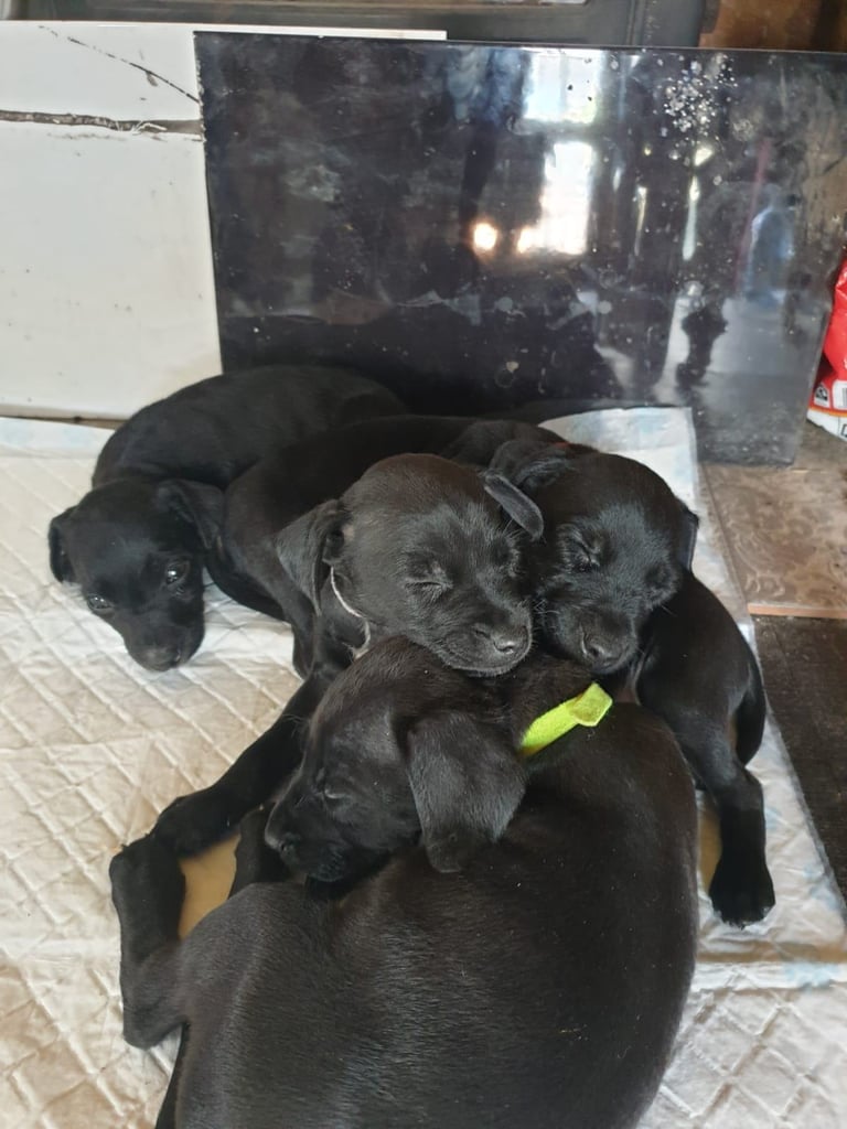 Full Patterdale terrier puppies available now