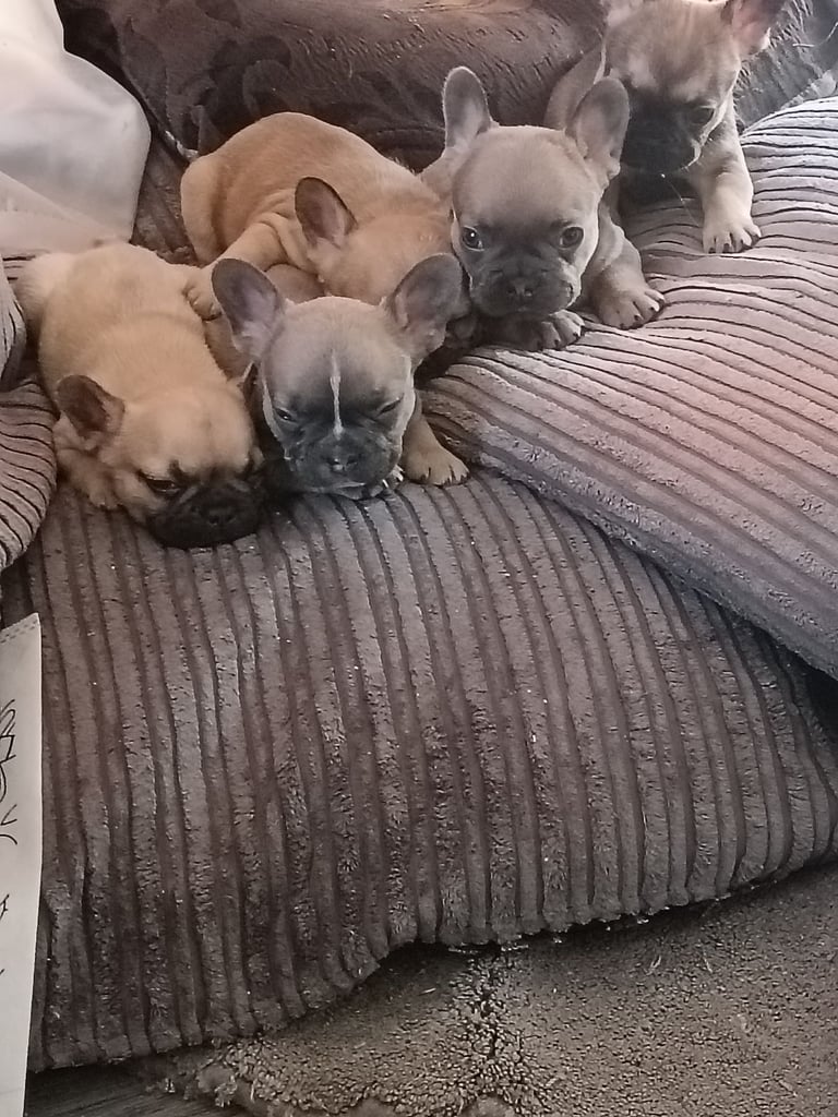 French bulldog only girl  left urgent 