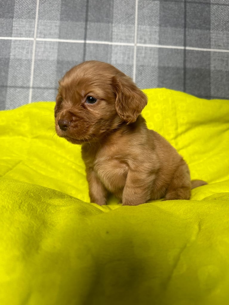 Cocker spaniel puppies field trial lines . 
