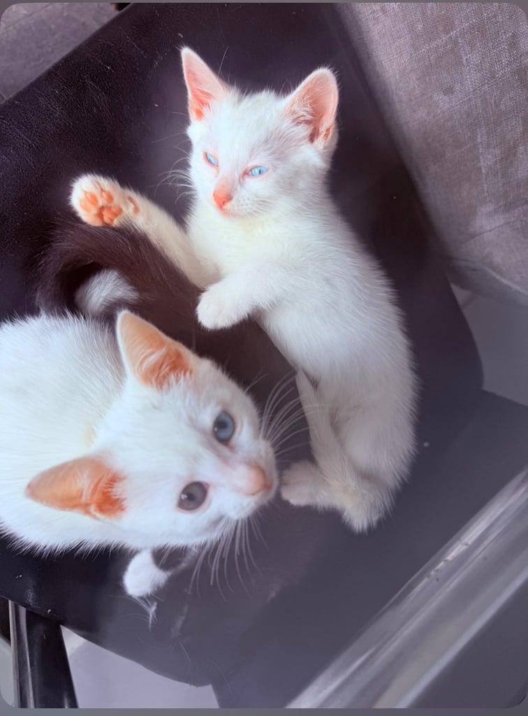 8-week-old-kittens Gumtree