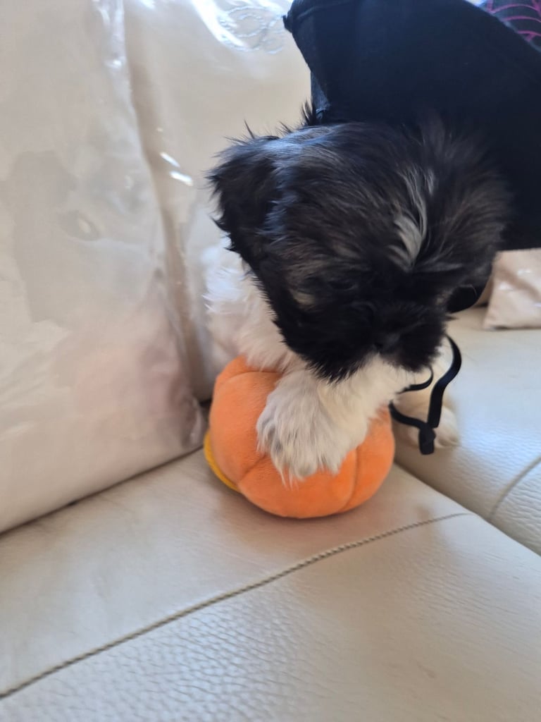Shih tzu puppies ready in 1 week