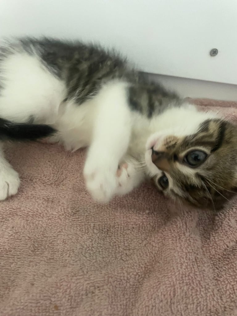 3 beautiful female kittens for sale 