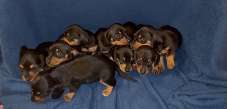 8 dachshund puppies 5girls 3boys