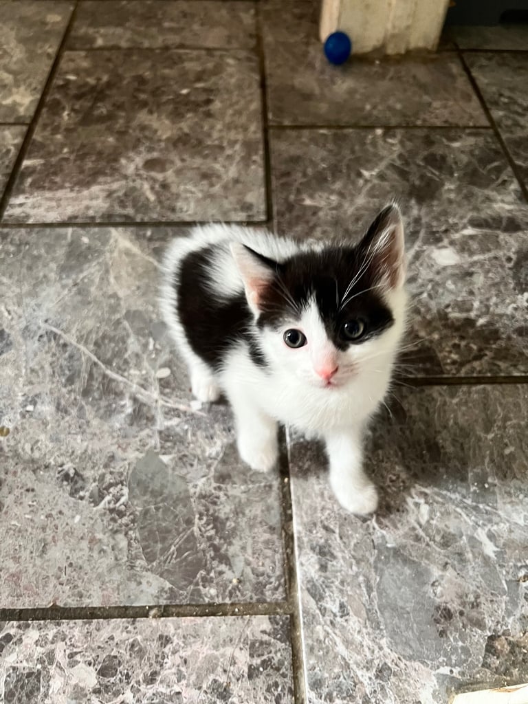 kittens for sale | in Southampton, Hampshire | Gumtree
