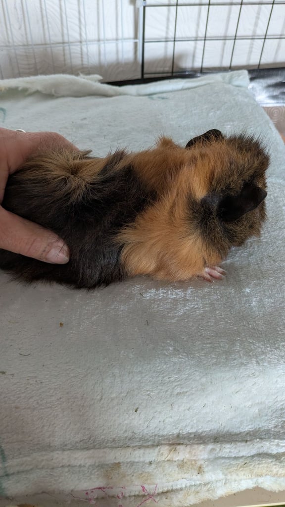image for Baby guinea pig brothers 