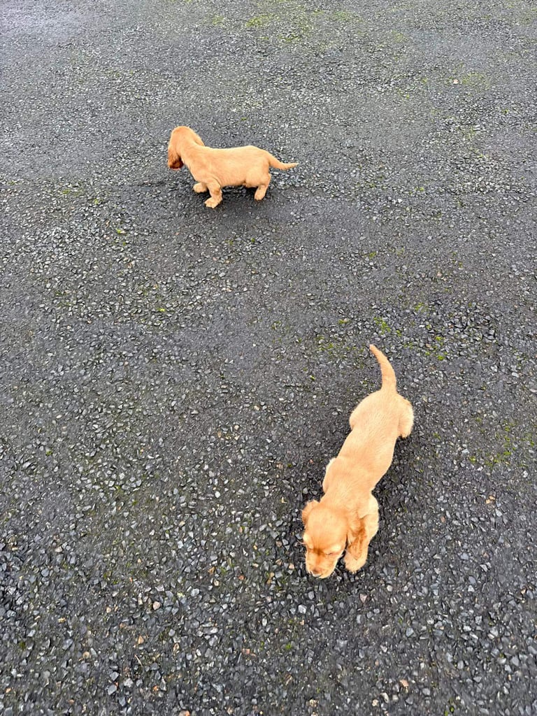 Cocker spaniel puppies 