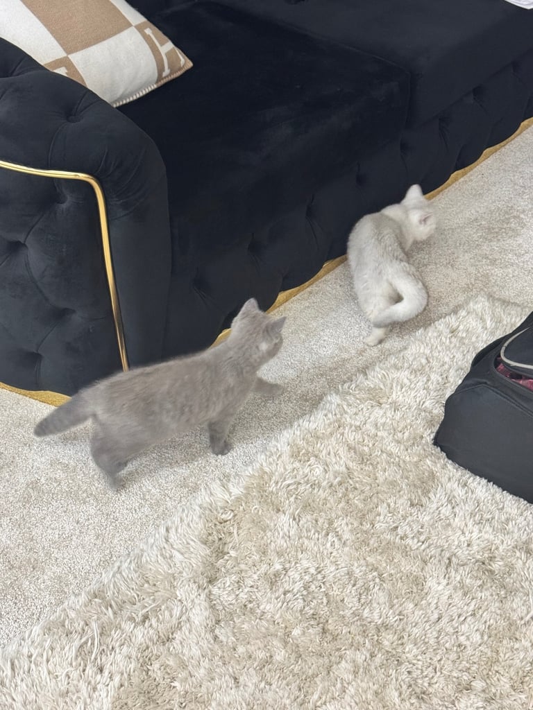 British shorthair kittens 