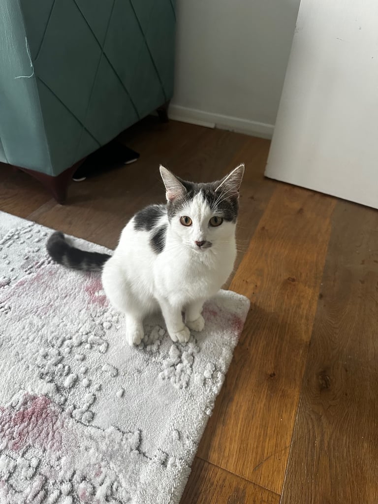 4 kittens available 