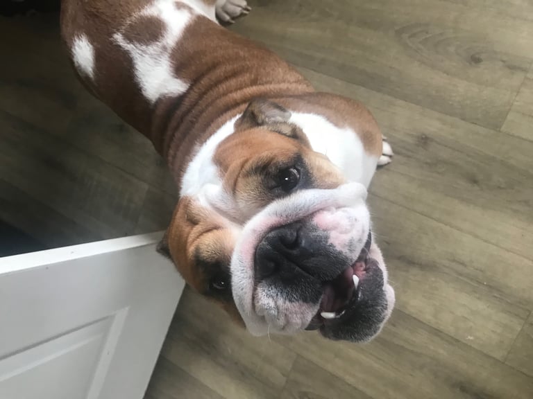 British bulldog puppies 