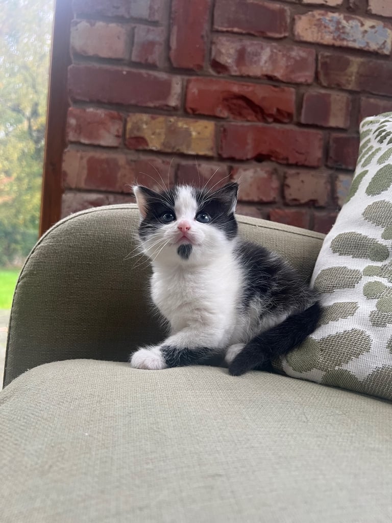 Kittens for Sale
