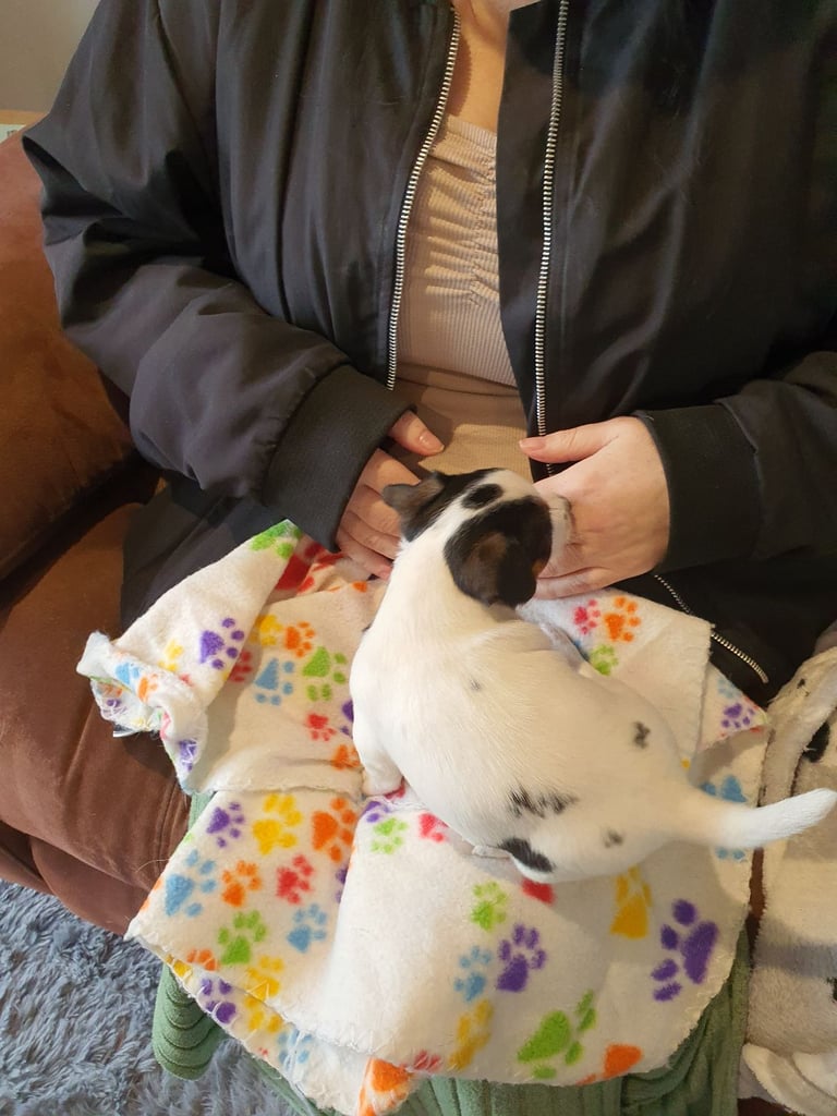 Jack Russell Puppies 