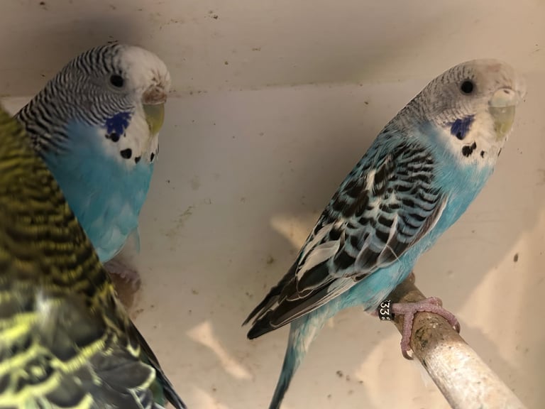 Budgies for sale, splits, all in good health