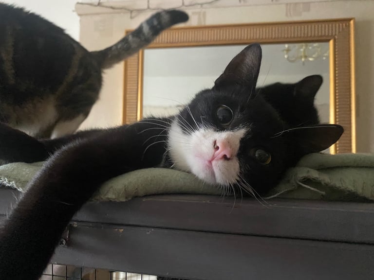 Lovely young cats looking for forever family 