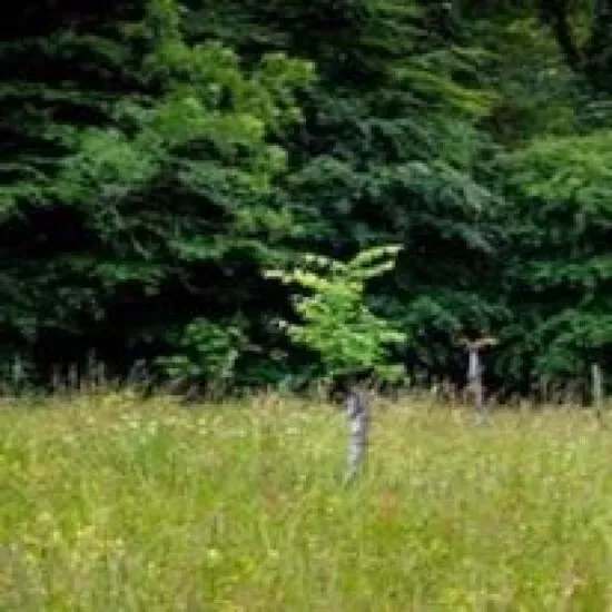 swap my plot of land  in scotland for £500 cash or garden materials