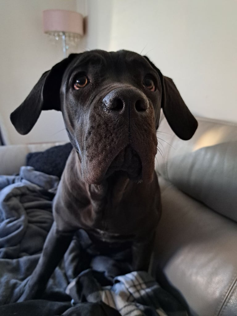 Cane corsa 