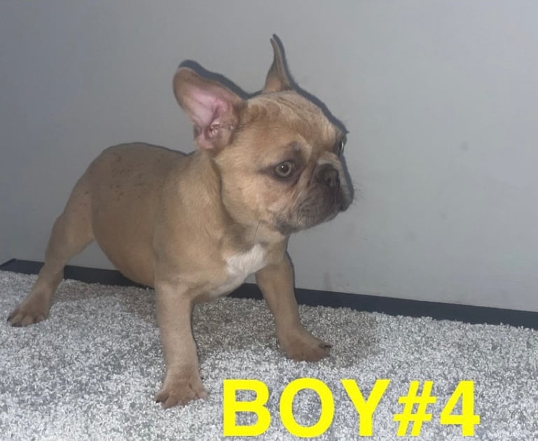 French Bulldog Puppies