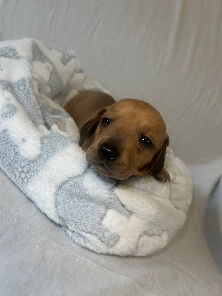 dachshund puppy’s ready to leave next week 