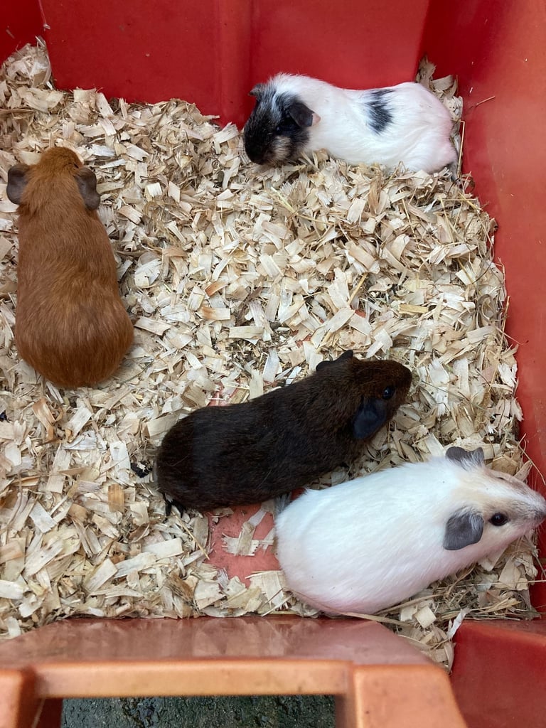 image for Guinea pigs