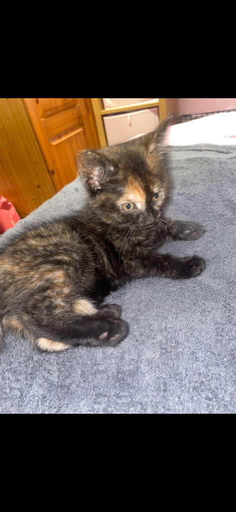 Gorgeous female kittens looking for their forever home 