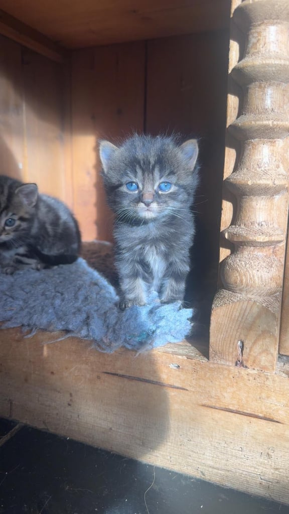 Gorgeous fluffy kittens for sale