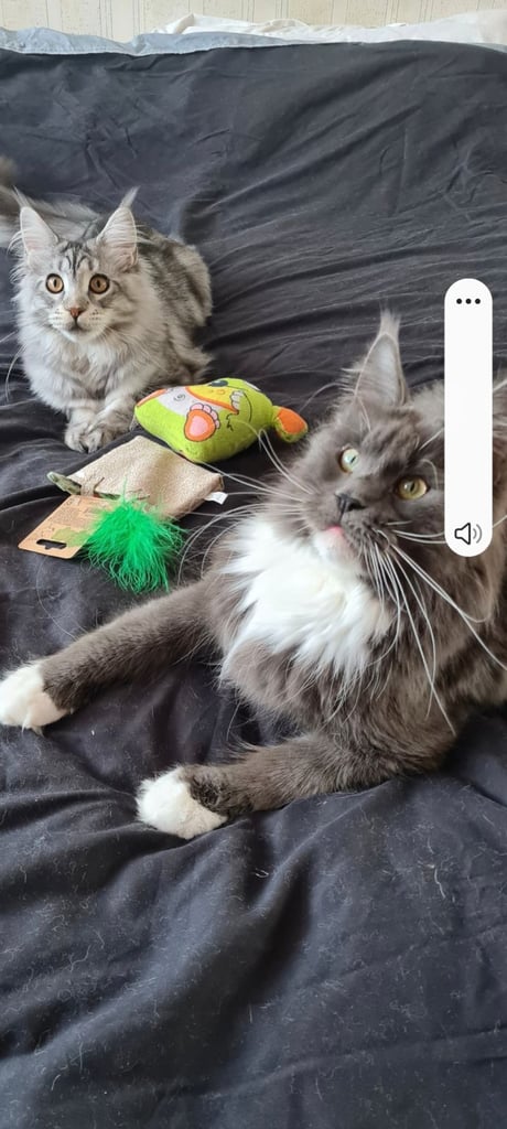 image for kittens sale in London