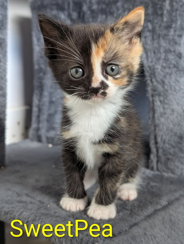 6 Beautiful Kittens - ONE AVAILABLE 