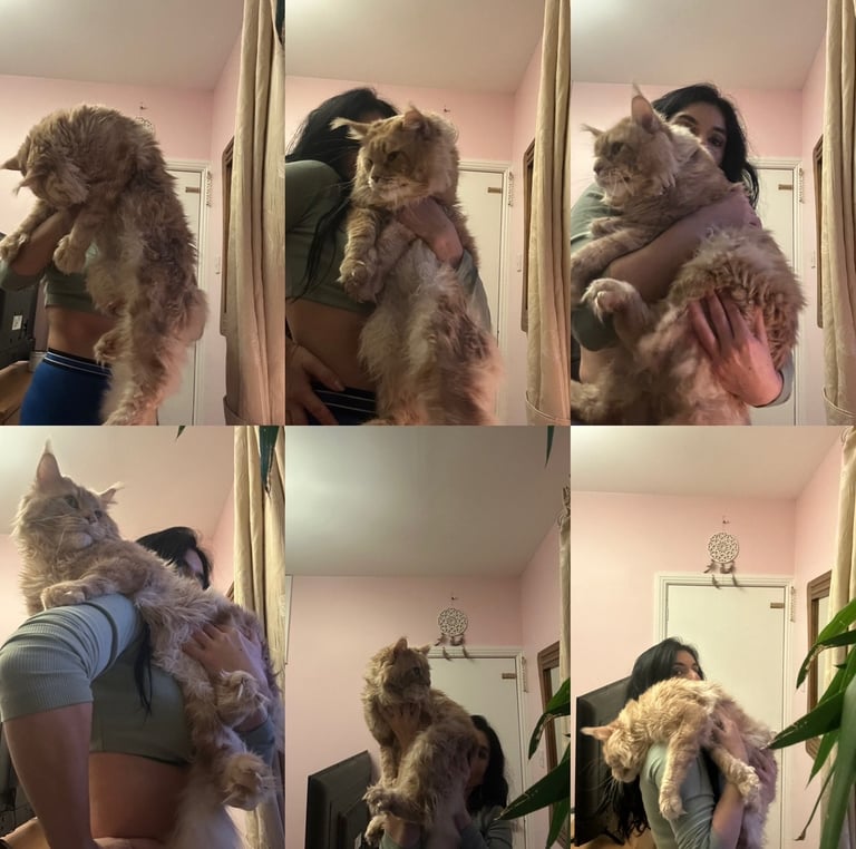 XL Main Coon Kittens ready soon for sale 