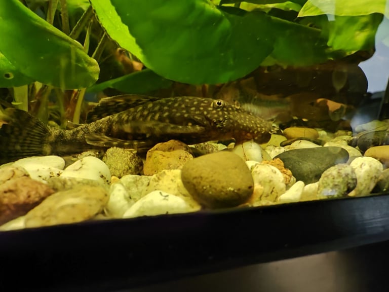 Tropical fish guppy and bristlenose pleco 